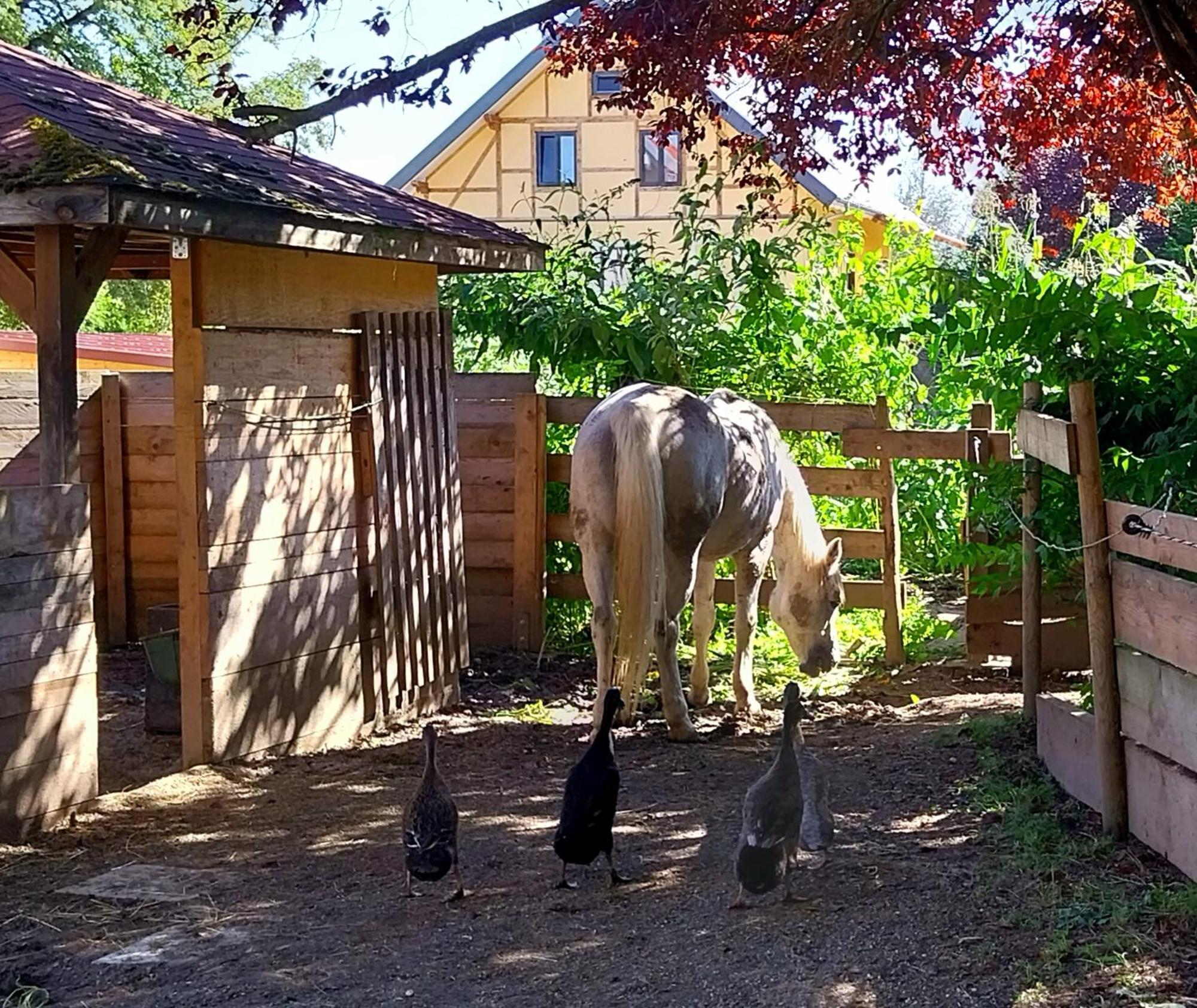 Kempten Mit Bauernhof-Flair Екстериор снимка